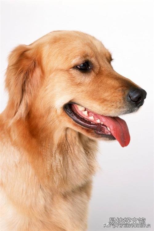 养土鸡的场所如何防犯老鼠和黄鼠狼？