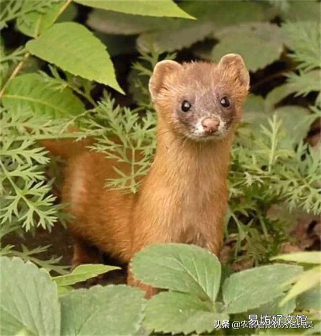养土鸡的场所如何防犯老鼠和黄鼠狼？