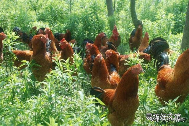 养土鸡的场所如何防犯老鼠和黄鼠狼？