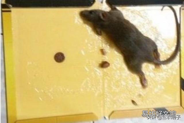 养土鸡的场所如何防犯老鼠和黄鼠狼？