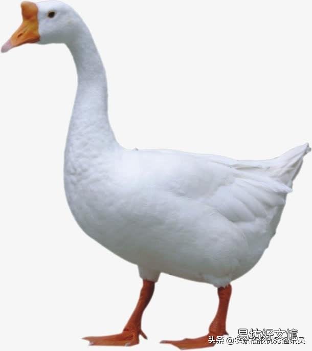 养土鸡的场所如何防犯老鼠和黄鼠狼？