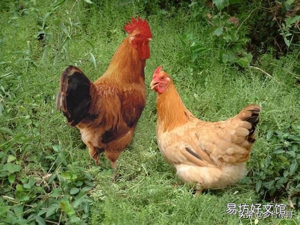 养土鸡的场所如何防犯老鼠和黄鼠狼？