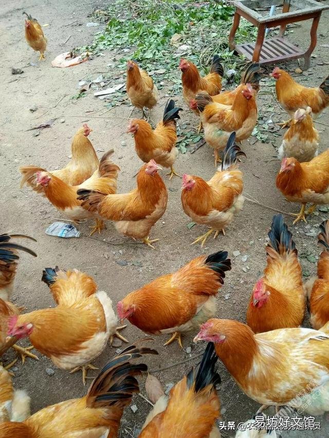 养土鸡的场所如何防犯老鼠和黄鼠狼？