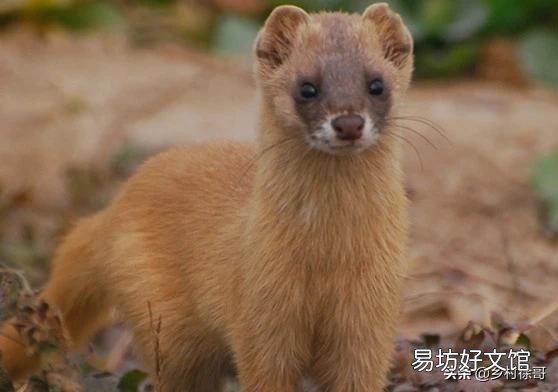 养土鸡的场所如何防犯老鼠和黄鼠狼？