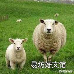 羊驱虫用什么药好？