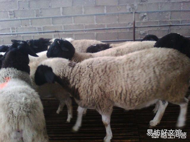 羊驱虫用什么药好？