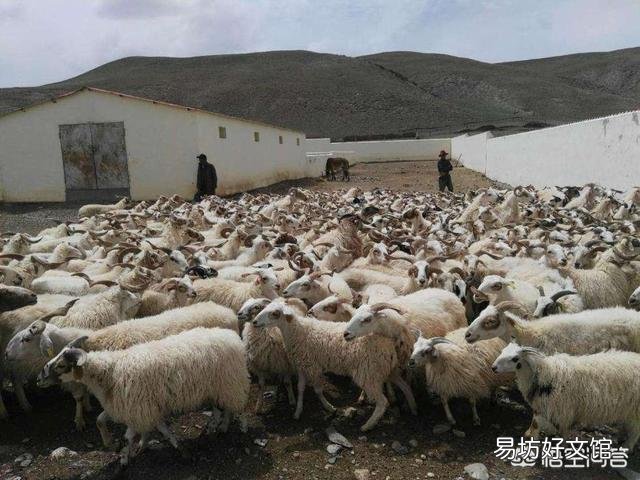 羊驱虫用什么药好？