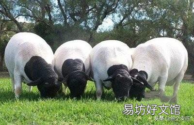 羊驱虫用什么药好？
