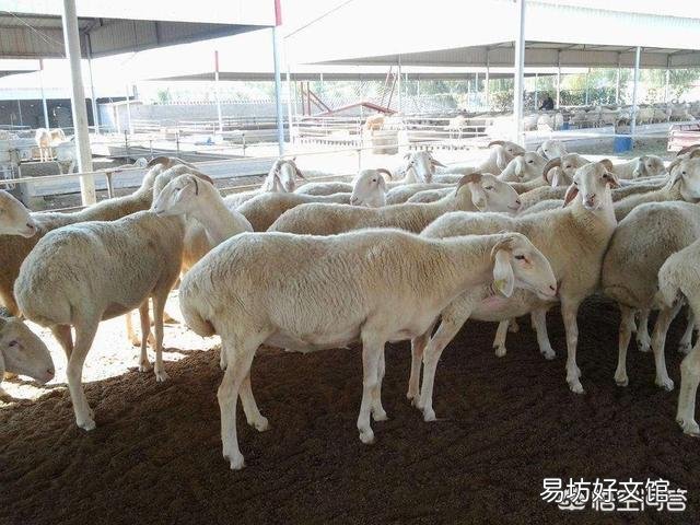 羊驱虫用什么药好？