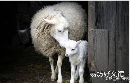 羊驱虫用什么药好？