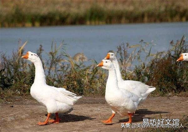 鹅的饮水量是采食量的几倍？有何依据？