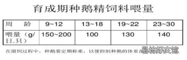 鹅的饮水量是采食量的几倍？有何依据？