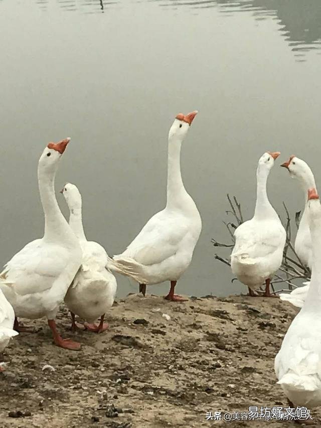 鹅的饮水量是采食量的几倍？有何依据？