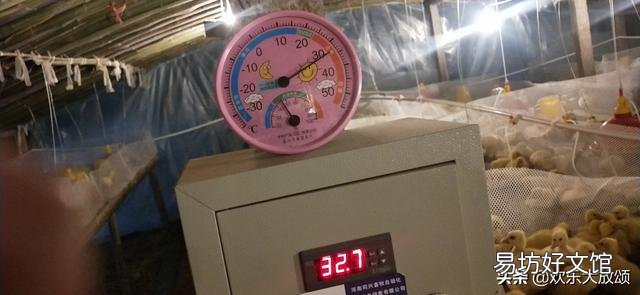 很多新手跟风养鹅,你知道鹅的习性吗?
