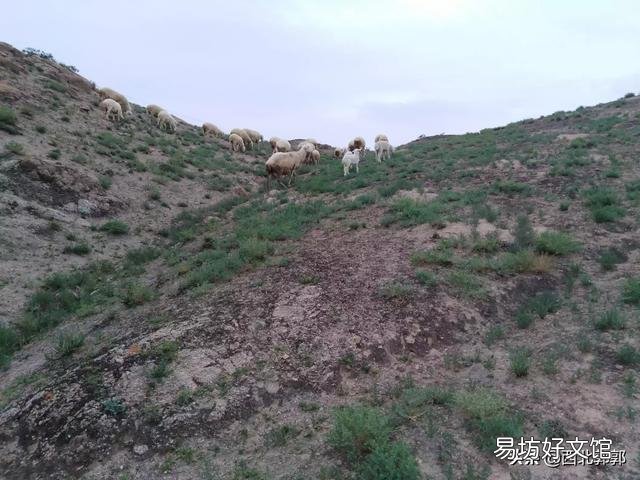 养羊什么时候买小羊是最佳时间？小羊进货渠道在哪？