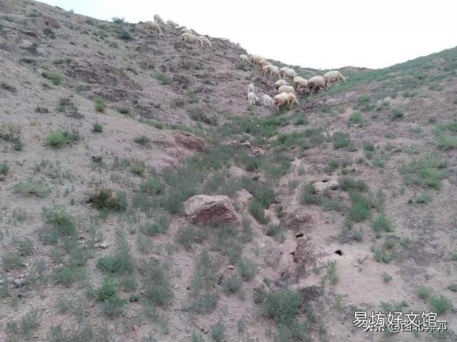养羊什么时候买小羊是最佳时间？小羊进货渠道在哪？