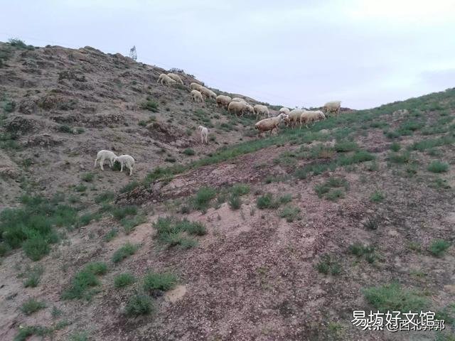 养羊什么时候买小羊是最佳时间？小羊进货渠道在哪？