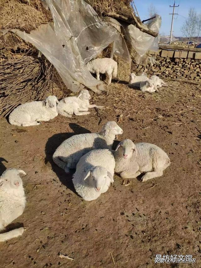 养羊什么时候买小羊是最佳时间？小羊进货渠道在哪？