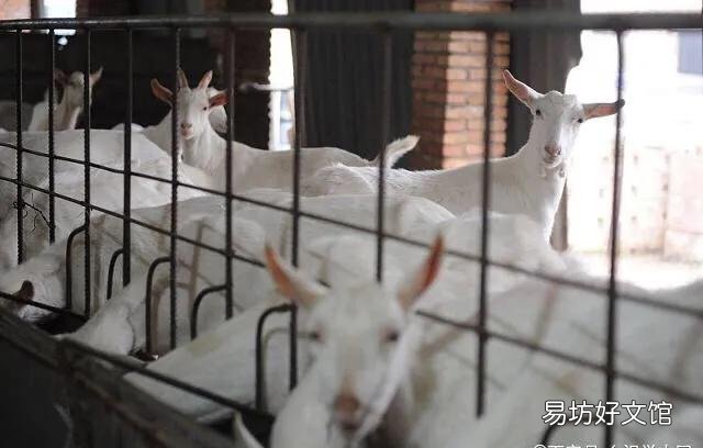 养羊什么时候买小羊是最佳时间？小羊进货渠道在哪？