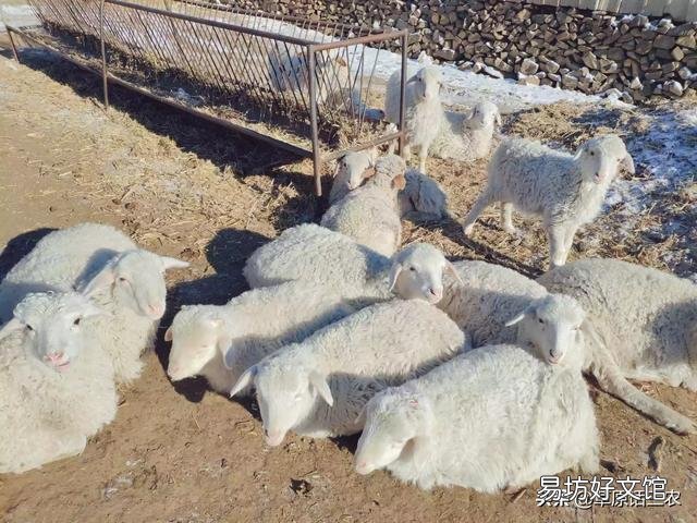 养羊什么时候买小羊是最佳时间？小羊进货渠道在哪？