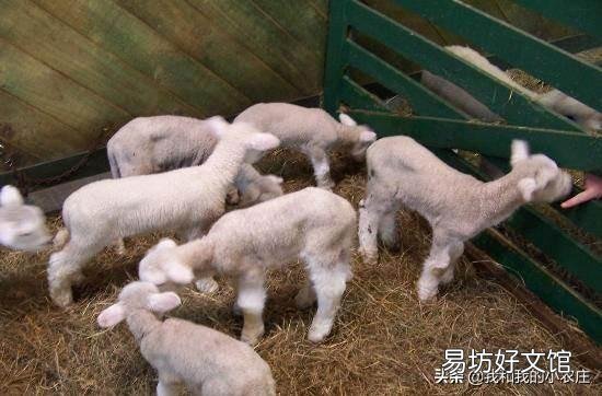明明市場羊價(jià)高，養(yǎng)羊卻賺不到錢？