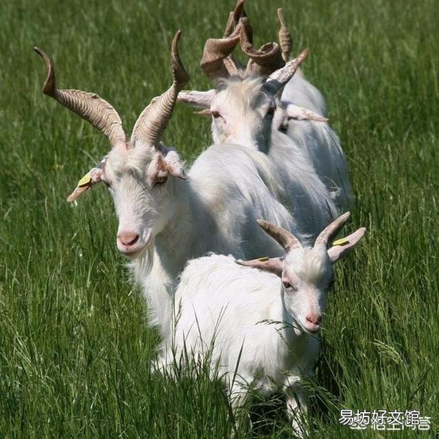 明明市場羊價(jià)高，養(yǎng)羊卻賺不到錢？