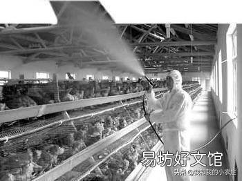 鸡舍空栏期怎么进行彻底消毒?
