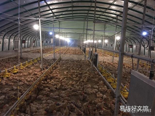 鸡舍空栏期怎么进行彻底消毒?