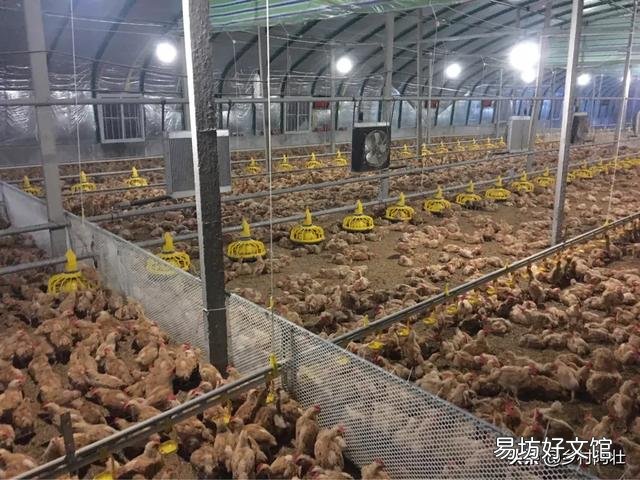 鸡舍空栏期怎么进行彻底消毒?