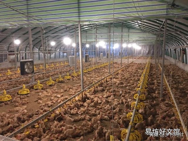 鸡舍空栏期怎么进行彻底消毒?