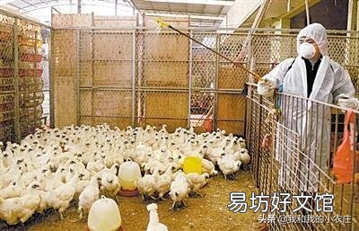 鸡舍空栏期怎么进行彻底消毒?