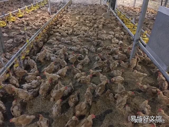 鸡舍空栏期怎么进行彻底消毒?