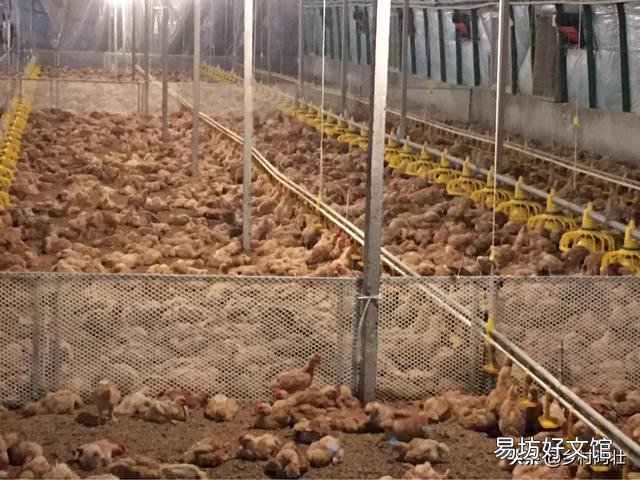 鸡舍空栏期怎么进行彻底消毒?