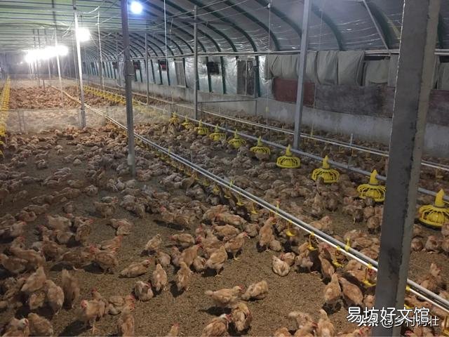 鸡舍空栏期怎么进行彻底消毒?