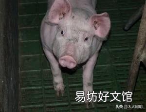 散养户非瘟下怎么复养?有什么建议?