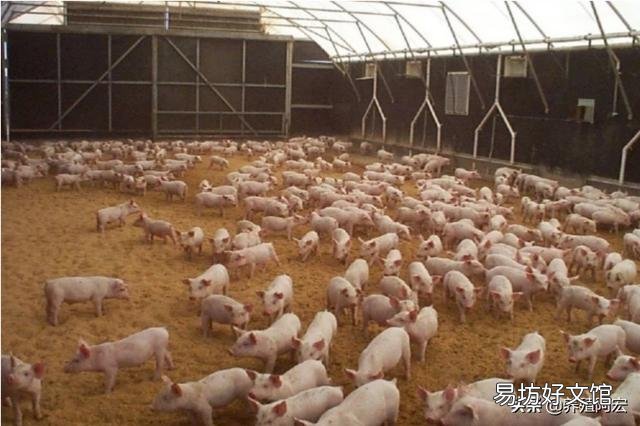 散养户非瘟下怎么复养?有什么建议?