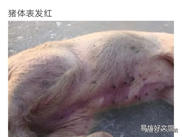 散养户非瘟下怎么复养?有什么建议?