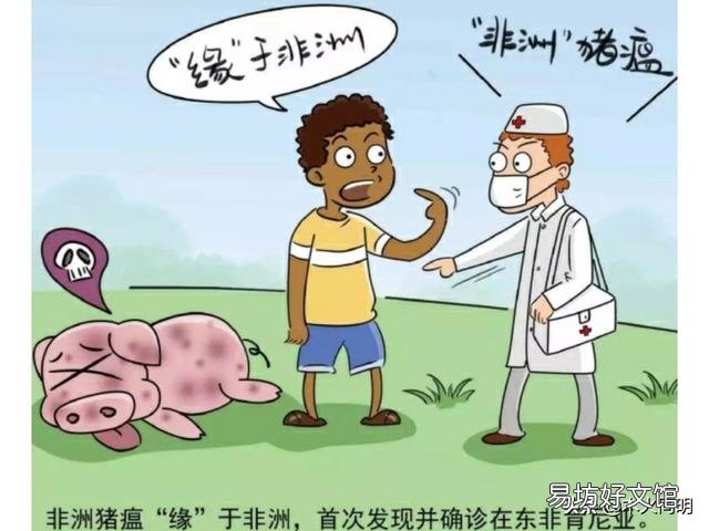 散养户非瘟下怎么复养?有什么建议?