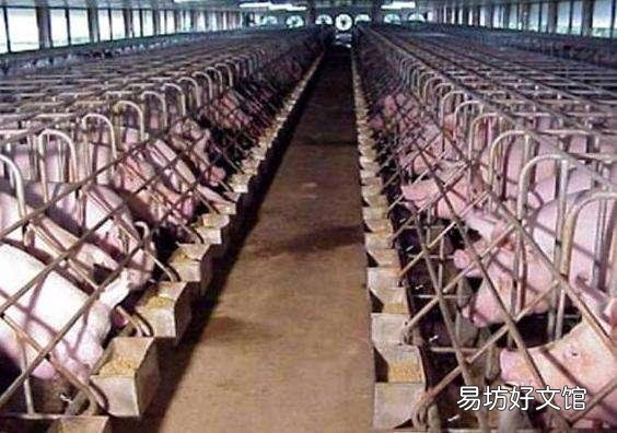散养户非瘟下怎么复养?有什么建议?