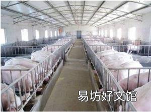 散养户非瘟下怎么复养?有什么建议?