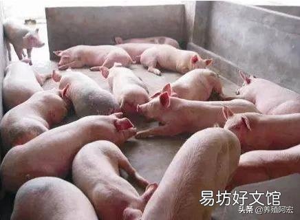 散养户非瘟下怎么复养?有什么建议?