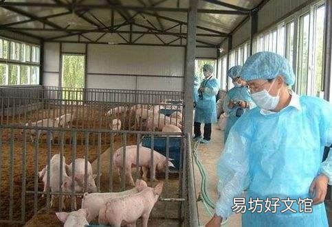 散养户非瘟下怎么复养?有什么建议?