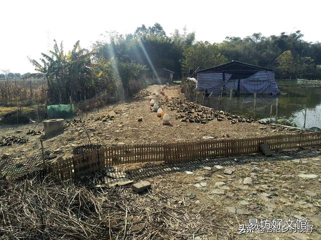 怎样养鹅才能使鹅的成活率高、出栏快？