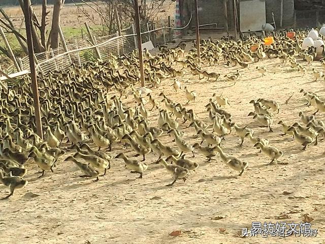怎样养鹅才能使鹅的成活率高、出栏快？