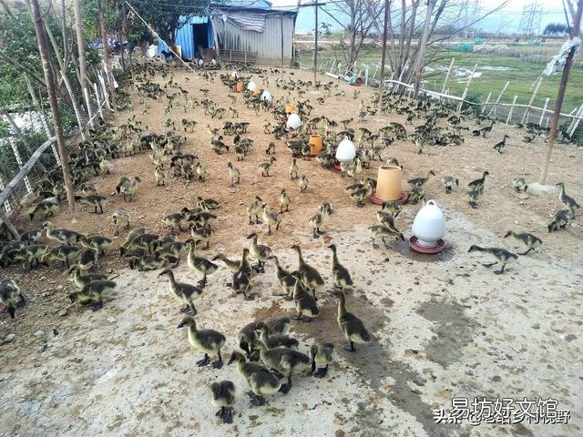 怎样养鹅才能使鹅的成活率高、出栏快？