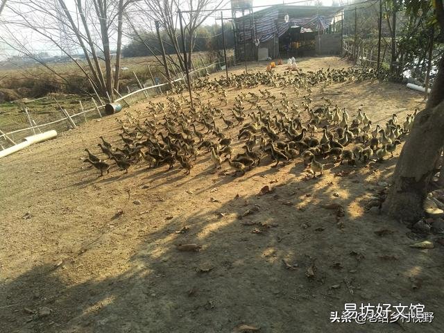 怎样养鹅才能使鹅的成活率高、出栏快？