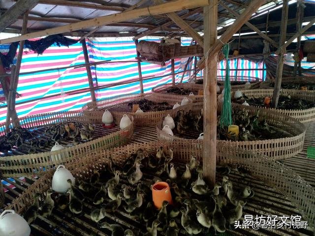 怎样养鹅才能使鹅的成活率高、出栏快？