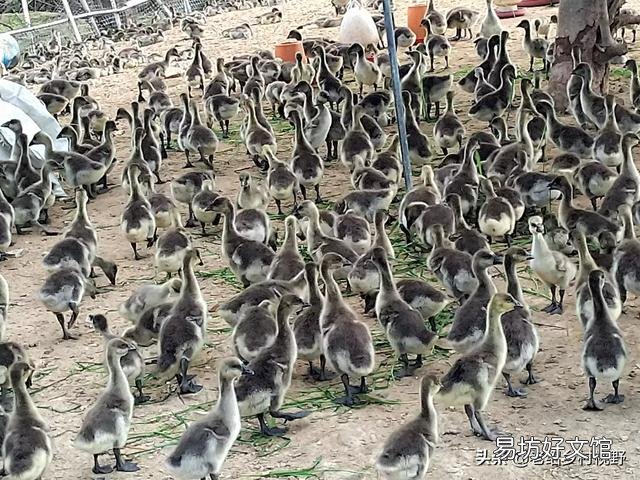 怎样养鹅才能使鹅的成活率高、出栏快？