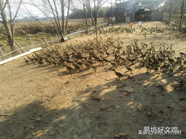 怎样养鹅才能使鹅的成活率高、出栏快？
