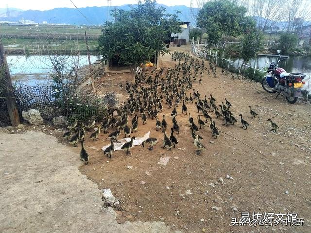 怎样养鹅才能使鹅的成活率高、出栏快？